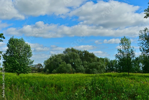 Fototapeta Green field in the woods of islands of Boucherville national park, Quebec, with cloudy sky and trees on a summer day