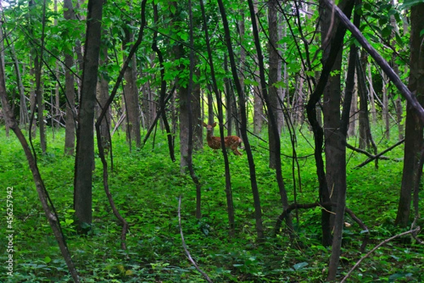 Fototapeta A spotted little young deer looking to the lens at the woods of islands of Boucherville national park hiding behind the high trees, Montreal, QC