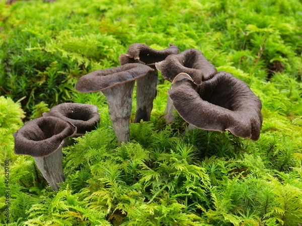 Obraz Totentrompete, Herbsttrompete