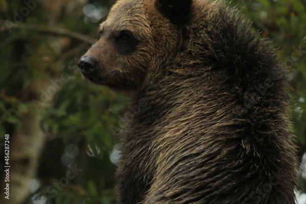 Fototapeta ヒグマ