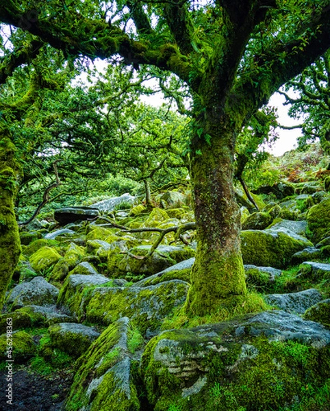 Obraz Wistman's Wood National Nature Reserve - mystic high-altitude oakwood on valley of the West Dart River, Dartmoor, Devon, United Kingdom
