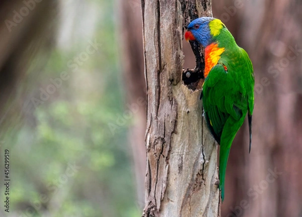 Fototapeta Lorikeet On Trunk