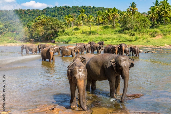 Obraz Herd of elephants in Sri Lanka
