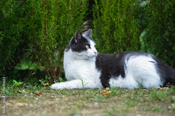 Fototapeta 仕事中にこっそりネットサーフィン。背後に立った上司に声をかけられてハッと振り向き焦りを隠せない猫