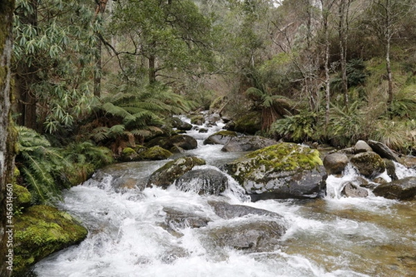 Obraz river in the forest