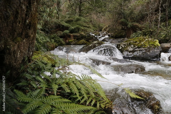 Obraz waterfall in the forest