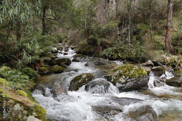 Obraz stream in the forest