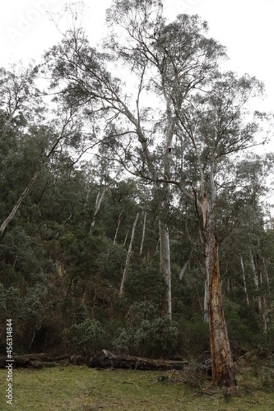 Obraz trees in the forest