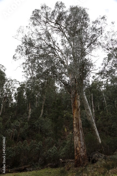 Obraz trees in the woods