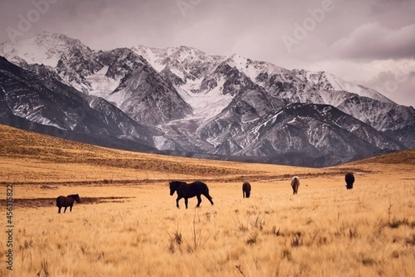 Obraz Horses galloping across a cold grassland by the snowy, craggy Andes mountains in Valle de Uco, Mendoza, Argentina.