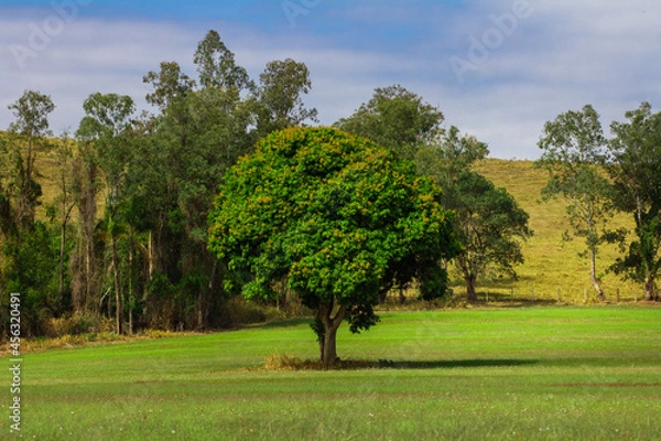 Obraz Arvore da vida.