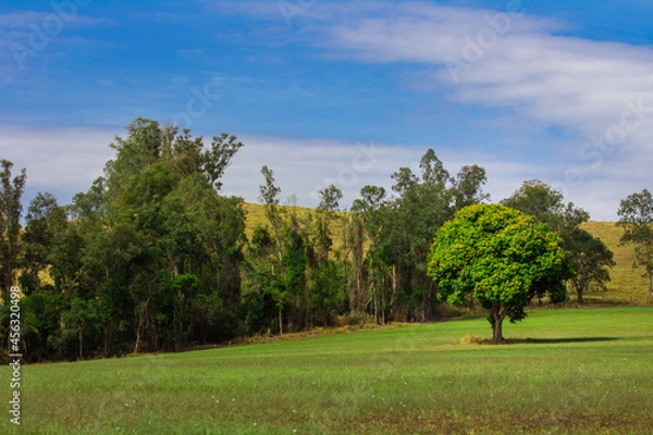 Obraz Arvore da vida 2