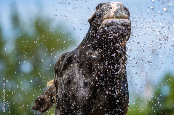 Fototapeta 水浴びをする馬　シャワー　