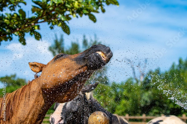 Fototapeta 水浴びをする馬　シャワー　