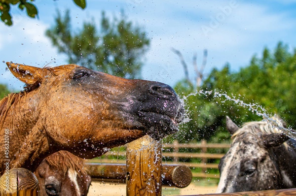 Fototapeta 水浴びをする馬　シャワー　
