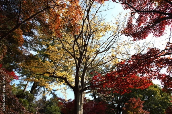 Fototapeta 森の黄葉と紅葉