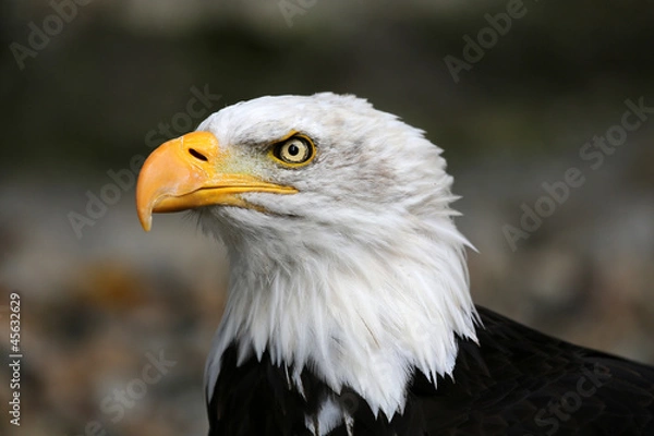 Fototapeta Weißkopfseeadler