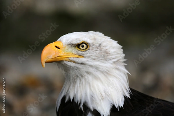 Fototapeta Weißkopfseeadler