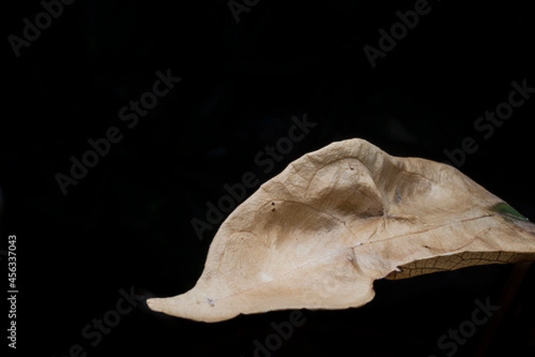 Fototapeta Dry leaves