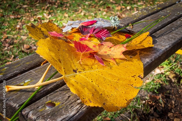 Obraz Red and yellow autumn leaves on a park bench