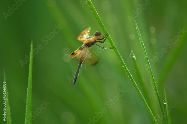Fototapeta Rhyothemis phyilis. The yellow-black color on the wings makes this dragonfly easy to spot. Very interesting and used to live in groups.