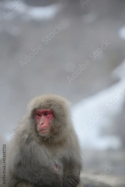 Obraz snow monkey