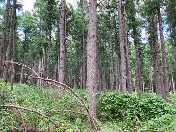 Obraz forest in the forest