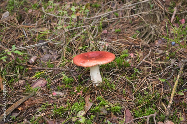 Obraz Red Russula mushroom growing in the forest moss