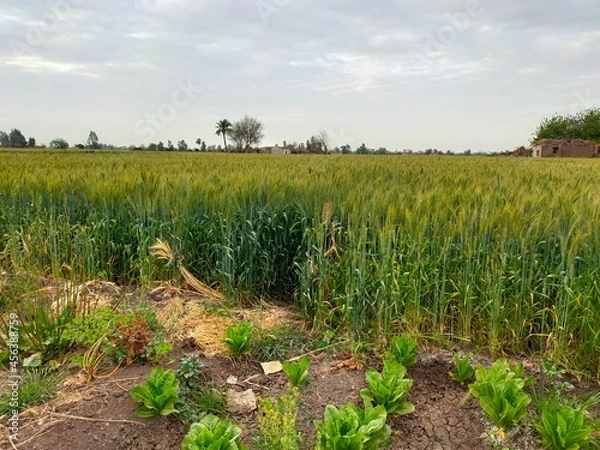 Obraz corn field in summer