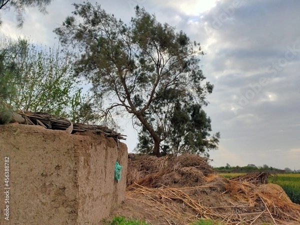 Obraz tree in the field