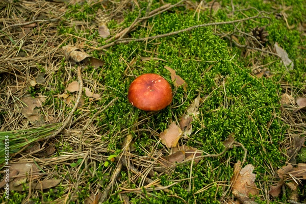 Obraz Red Russula  Mushroom