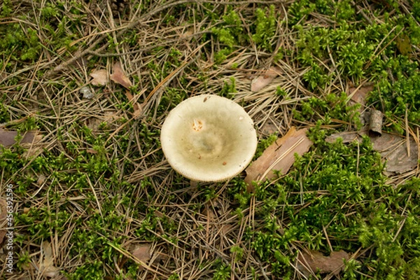 Obraz Grey Russula  Mushroom