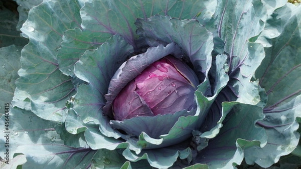 Obraz red cabbage autumn summer harvest garden vegetable garden