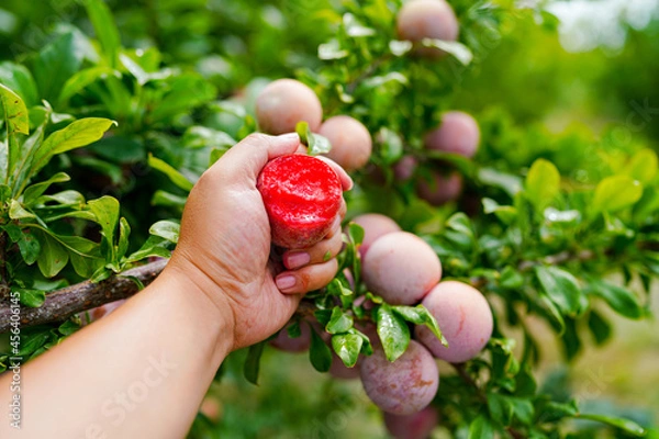 Obraz Ripe pluot on the tree