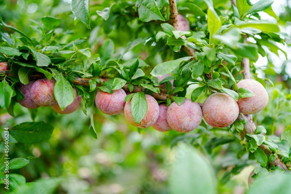Obraz Ripe pluot on the tree