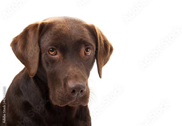 Obraz Brown labrador looking sad