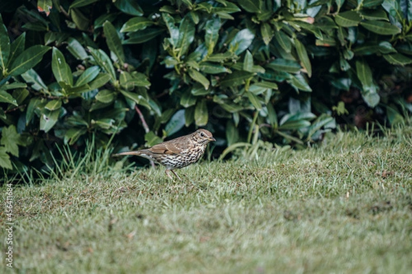 Fototapeta Vogel im Garten