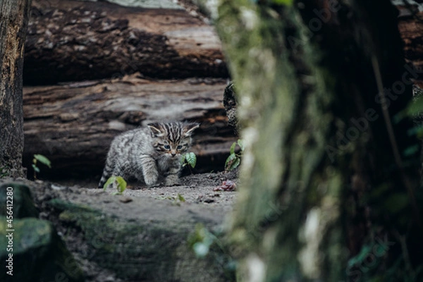 Fototapeta Kätzchen