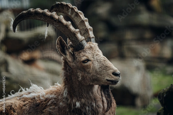 Fototapeta Steinbock