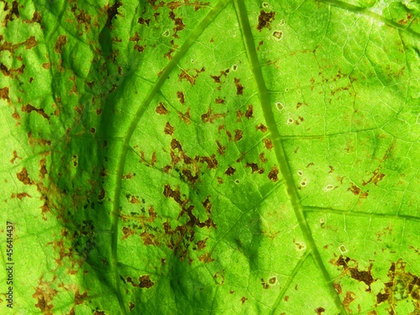 Fototapeta leaf background, old leaf texture background.