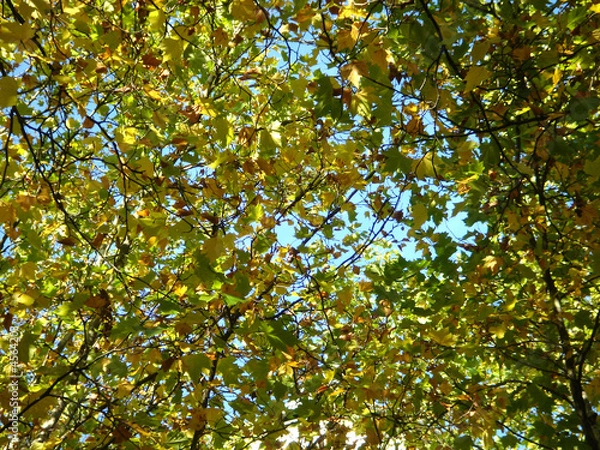 Fototapeta Herbst in München