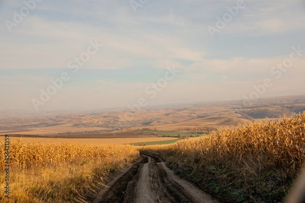 Obraz road in the field