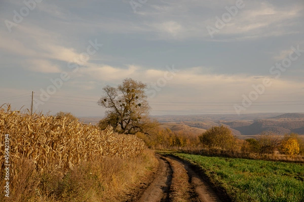Obraz road in the field