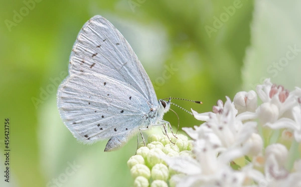 Obraz Mariposa azul en una flor