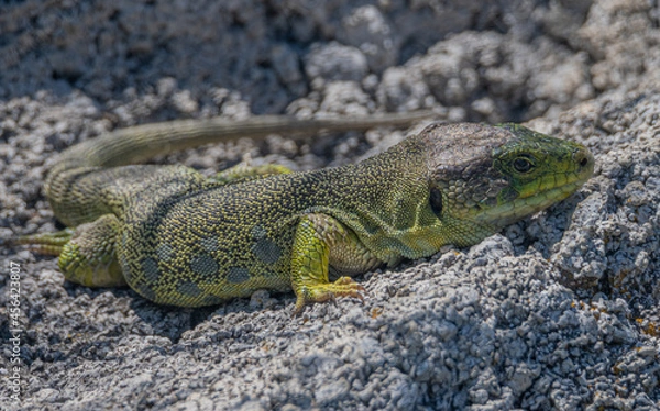 Obraz Lagarto verde tomando el sol