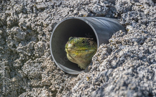 Fototapeta Lagarto verde en su cueva