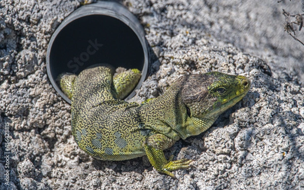 Obraz Lagarto verde