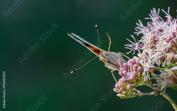 Fototapeta Mariposa de cara