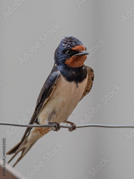 Obraz Golondrina posando