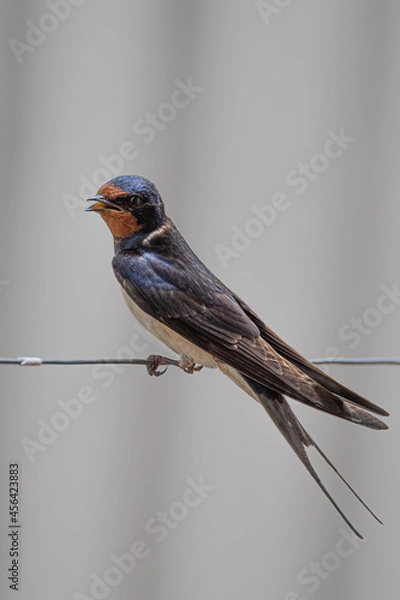 Obraz Golondrina cantando